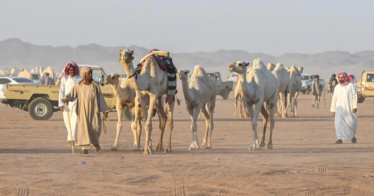 Hail Camel Auction Records Sales Exceeding SAR11 Million - Main Image