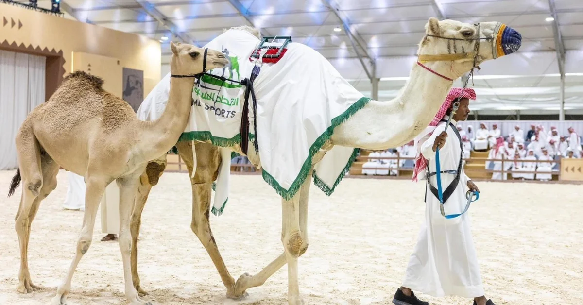 Camel Auction at Falcons and Hunting Exhibition Nets over SAR855,000 - Main Image