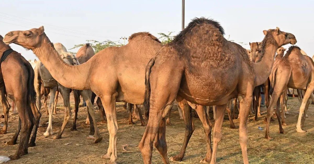 Camels in Jazan: A Heritage of Coast and Mountain - Main Image