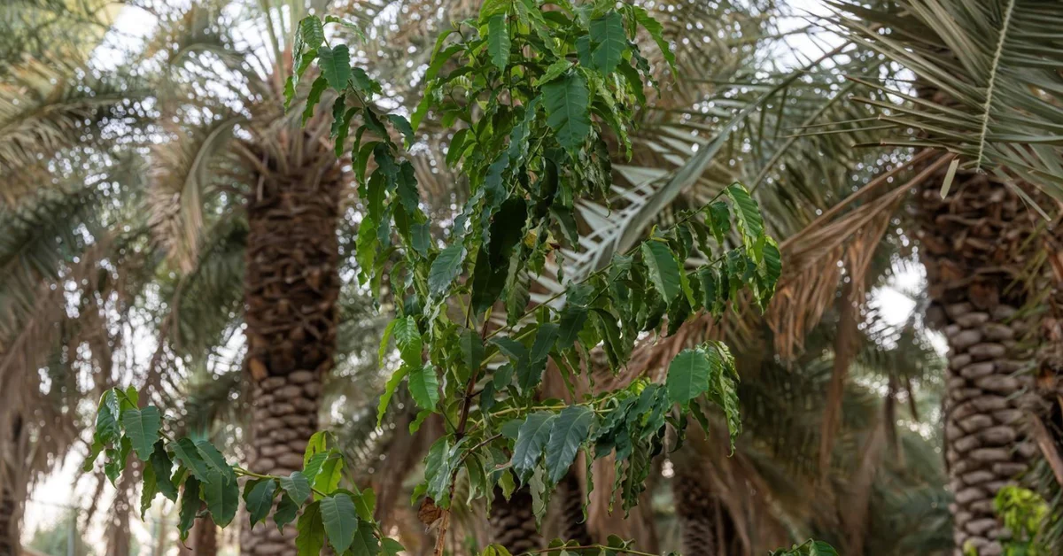 Najran Farms: Unique Harmony of Palm, Coffee Cultivation - Main Image