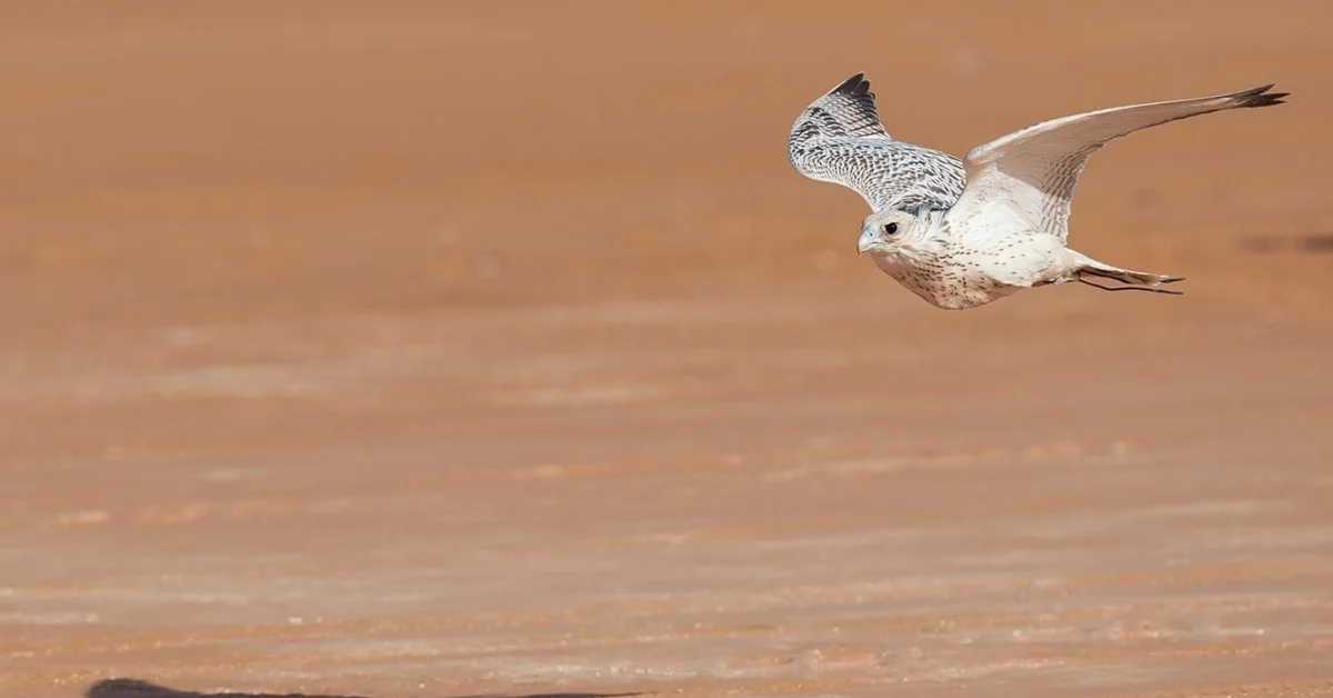 Melwah Falcon Race Concludes in Riyadh with SAR600,000 in Prizes - Main Image