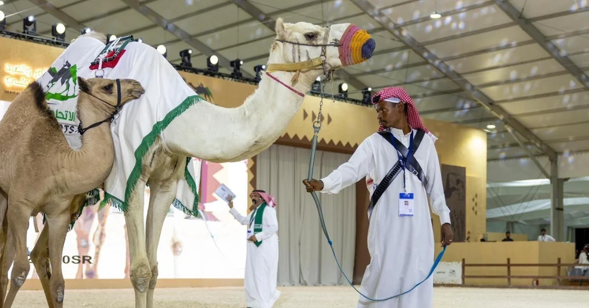 Camel Auction Supports Heritage Sector at Riyadh Falcons and Hunting Exhibition - Main Image