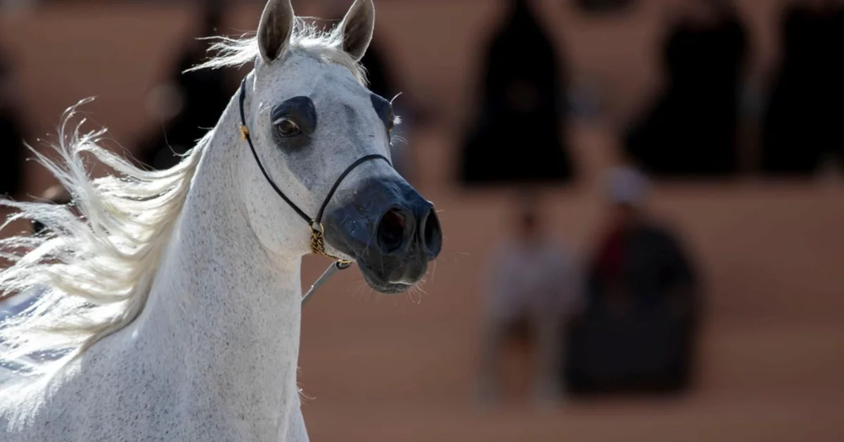 Hail to Host Fourth International Arabian Horse Show in November - Main Image