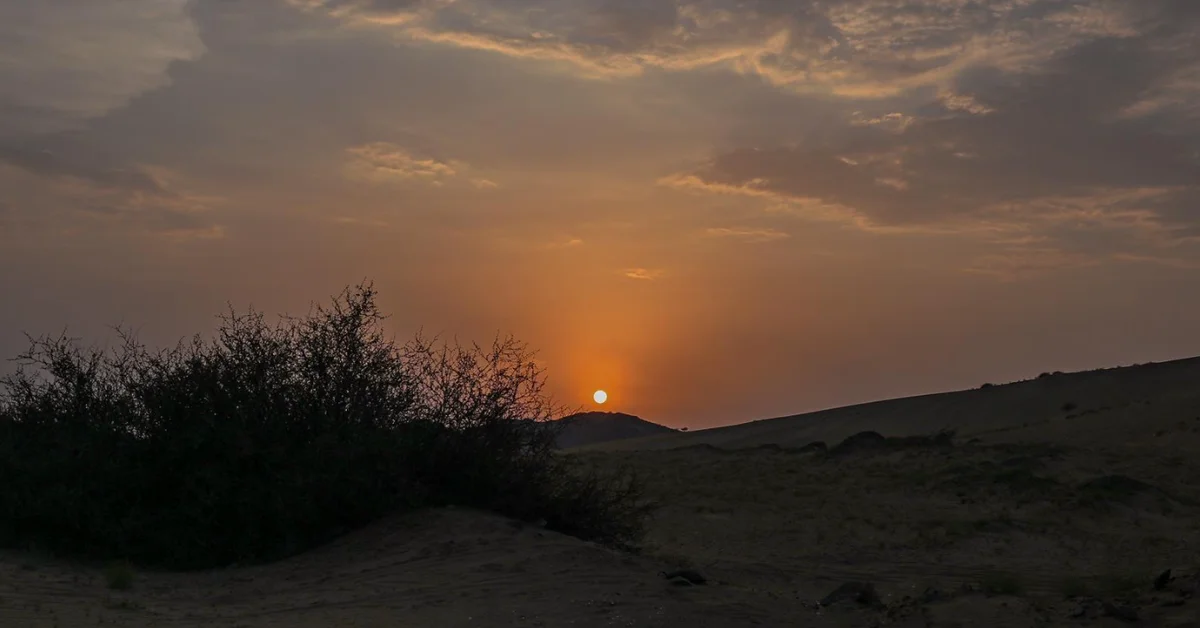 Vibrant Wild Plants Transform Nawan Center in Al-Baha Region - Main Image