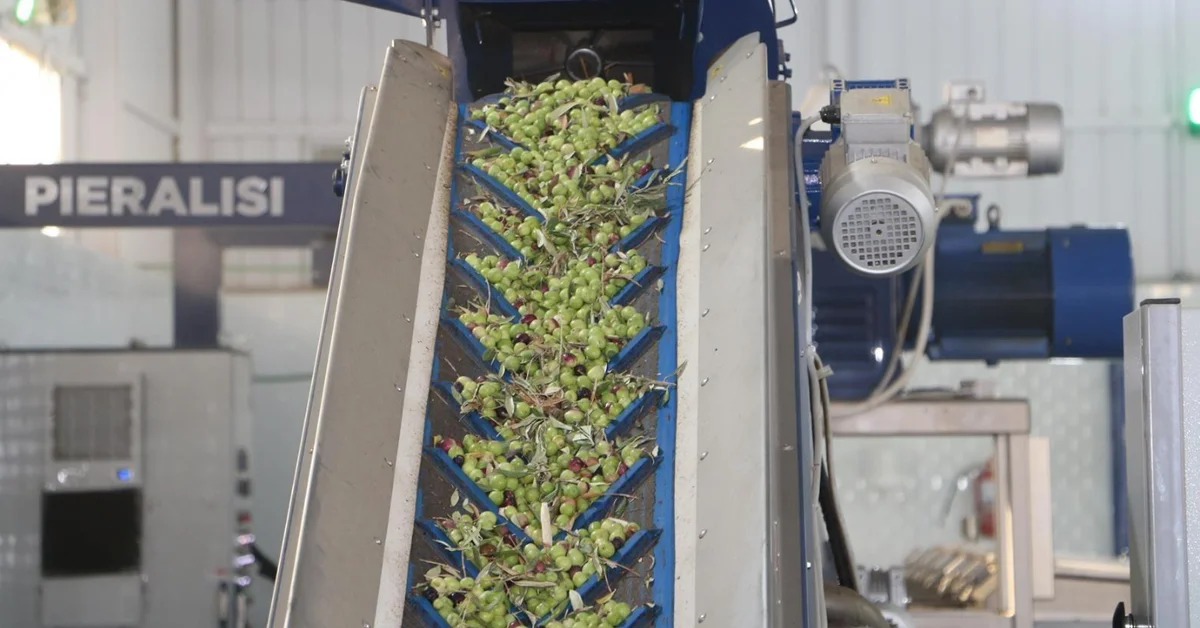 Al-Jouf Olive Presses Start Annual Production Season - Main Image