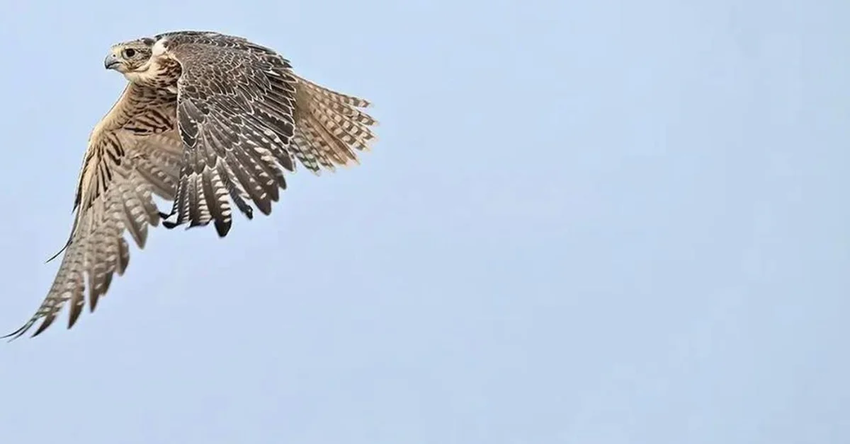 Almojermah Village: Red Sea Premier Destination for Saudi Falconry Heritage - Main Image