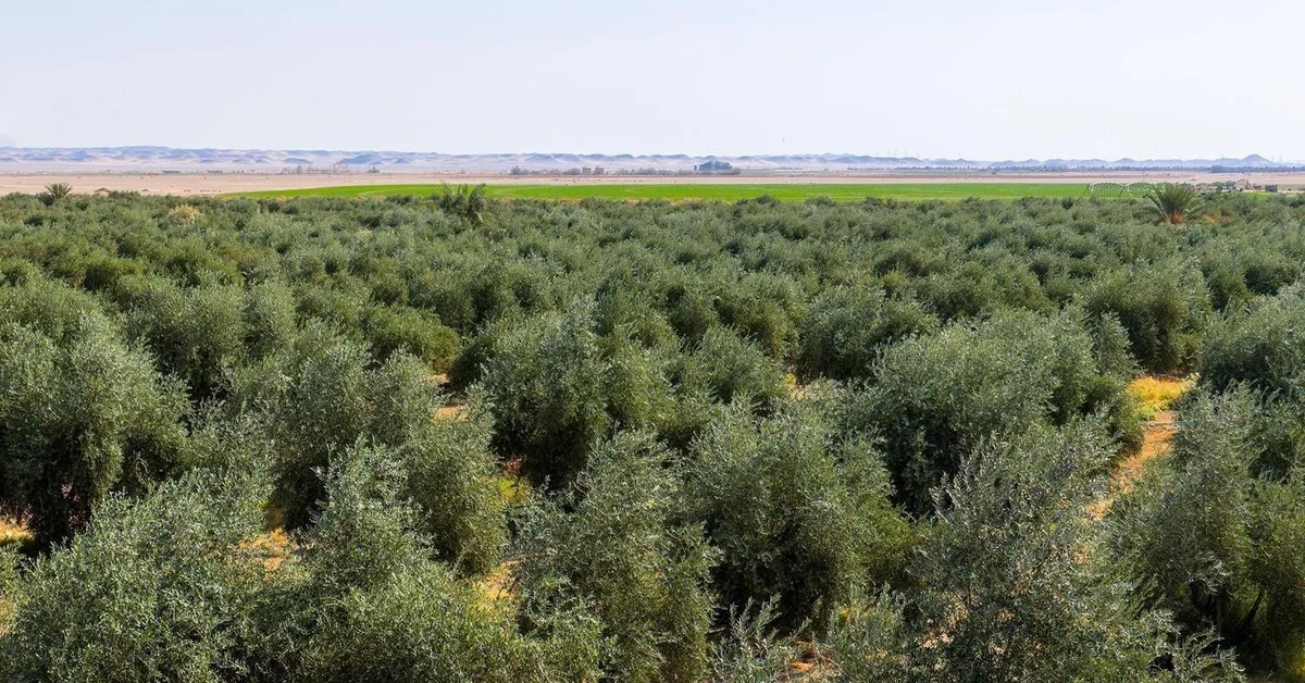 Tabuk's Olive Harvest Kicks Off with Estimated 94,000 Tons of Olives - Main Image